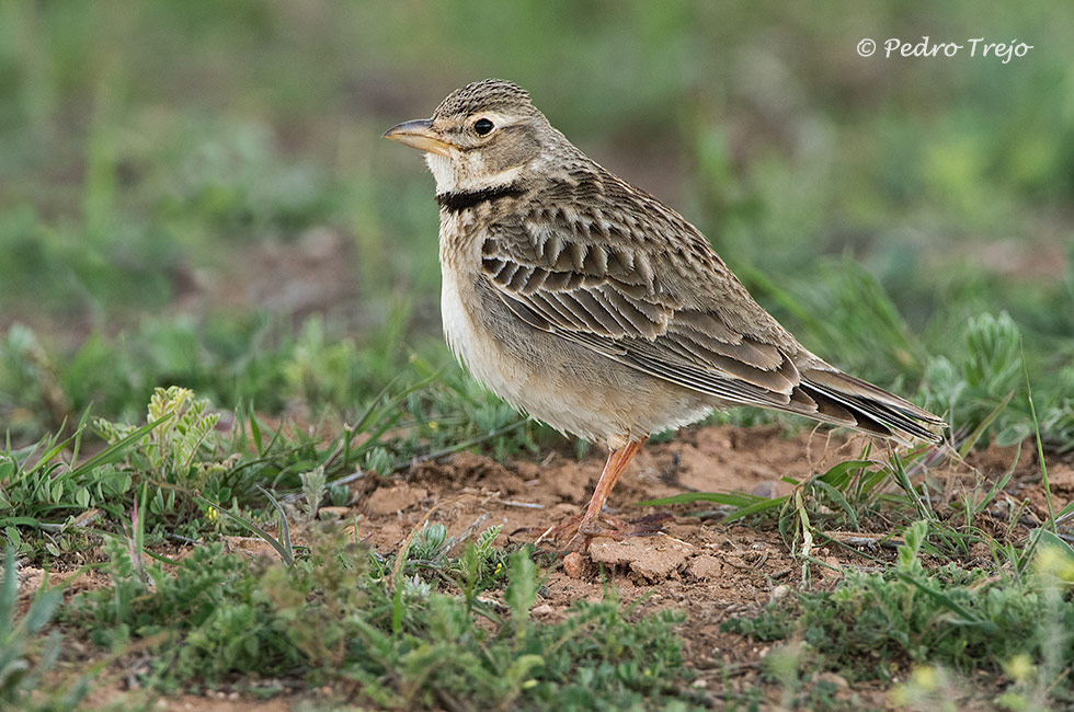 Calandria común (Melanocorypha calandra)